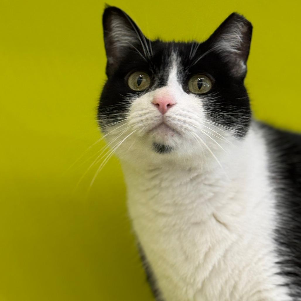 Fosse — thumbnail 4