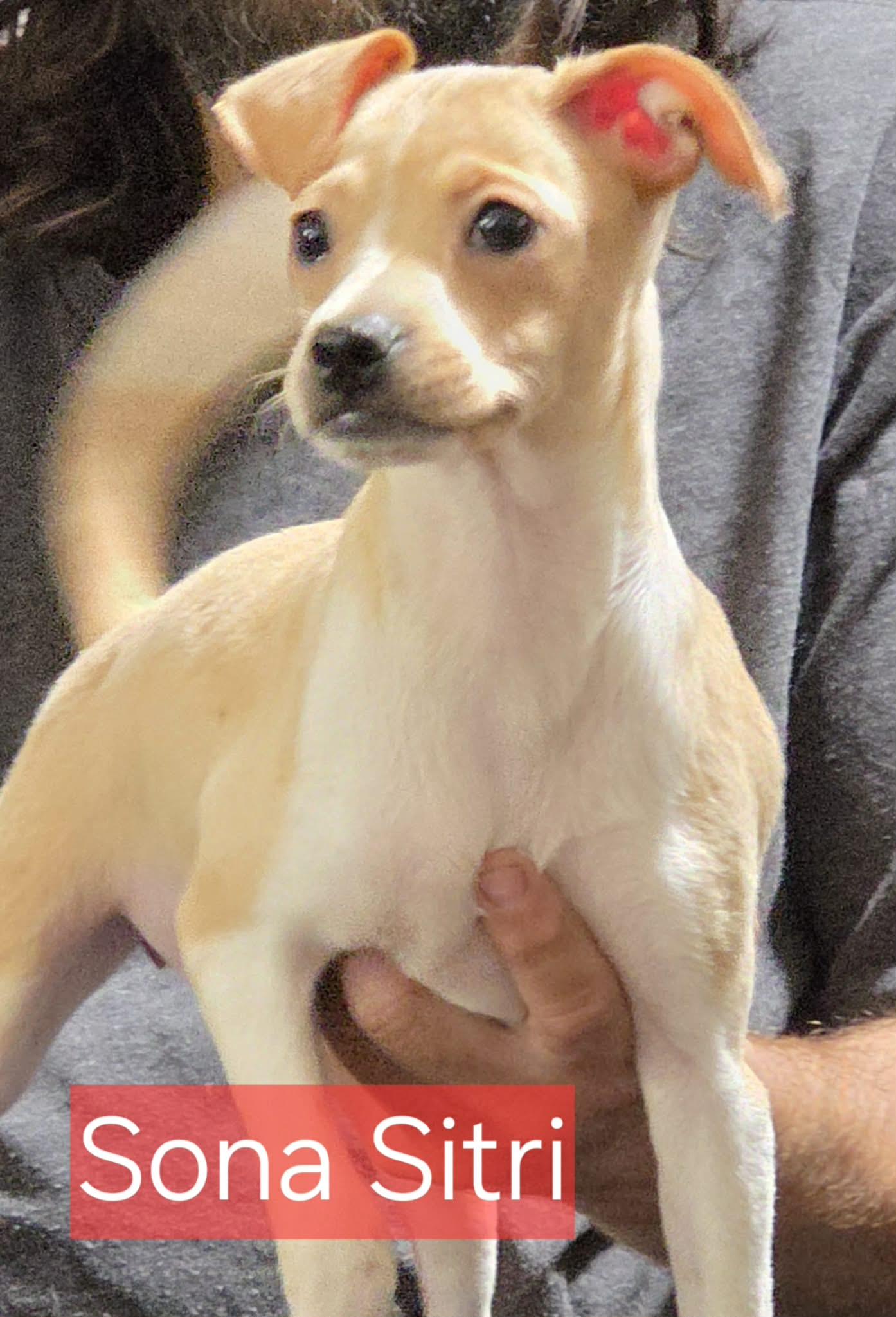 Sona Sitri, Adoptable, Puppy Female Chihuahua.
