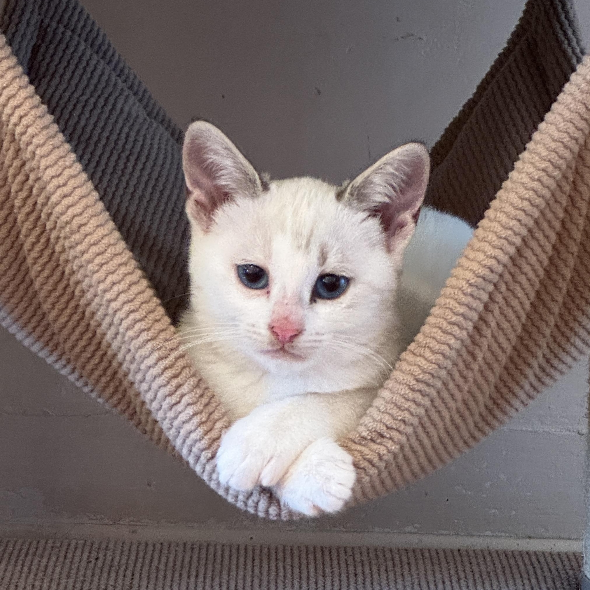 Enlarge Chowda, an adopted mixed breed in San Diego, CA image 3/3