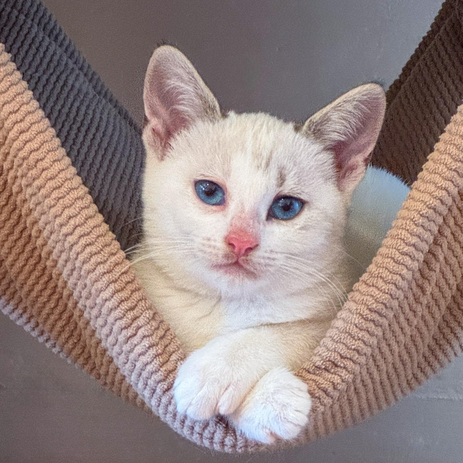 Enlarge Chowda, an adopted mixed breed in San Diego, CA image 1/3