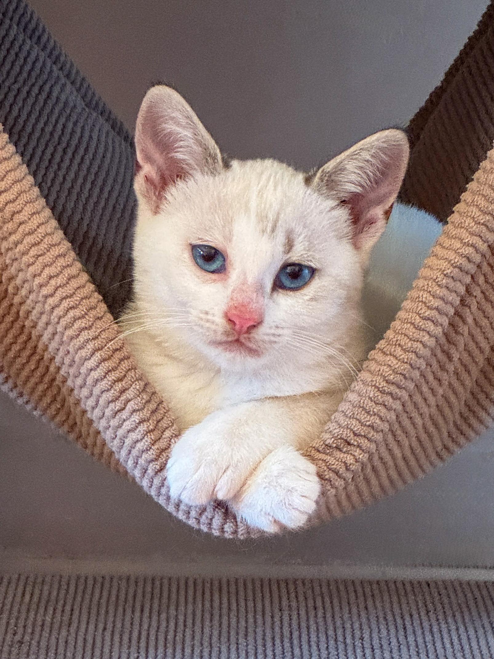 Enlarge Chowda, an adopted mixed breed in San Diego, CA image 2/3