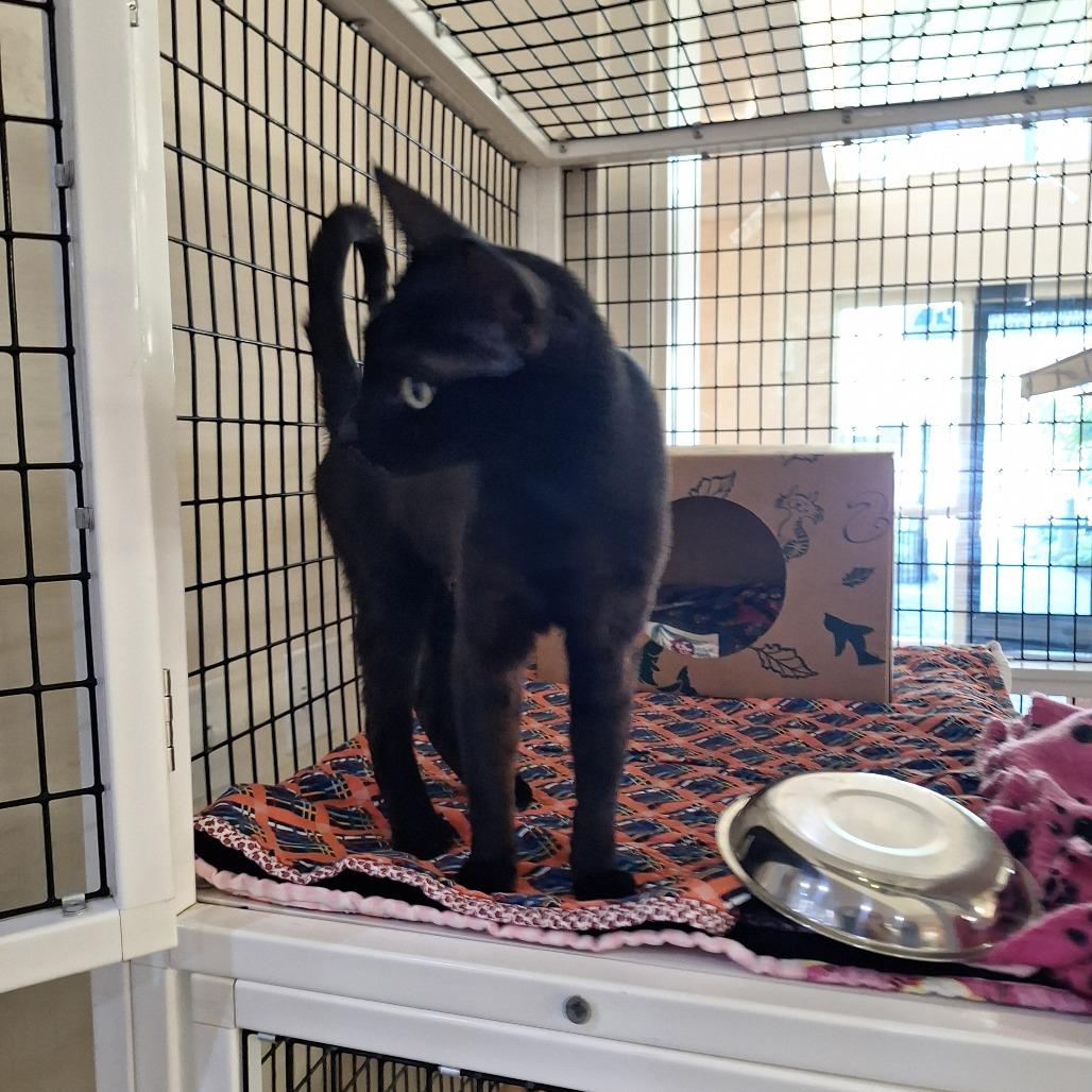 Etnies, Adoptable, Young Female Domestic Short Hair.