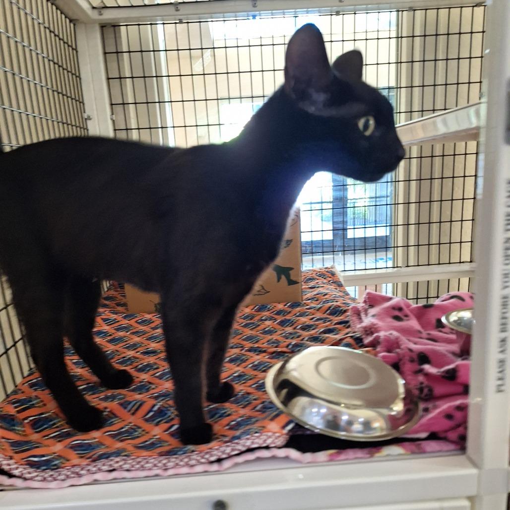 Etnies, a Adoptable Domestic Short Hair in Incline Village, NV image 2/6