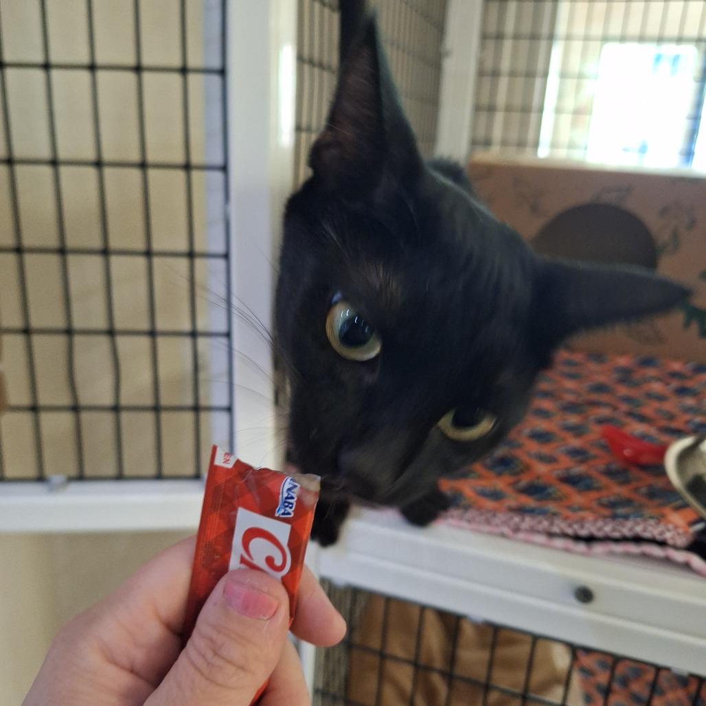 Etnies, a Adoptable Domestic Short Hair in Incline Village, NV image 3/6