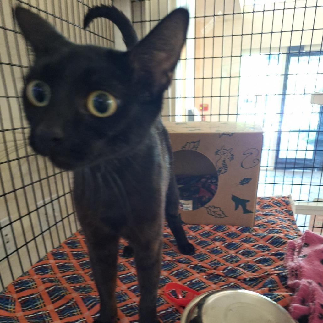 Etnies, a Adoptable Domestic Short Hair in Incline Village, NV image 4/6