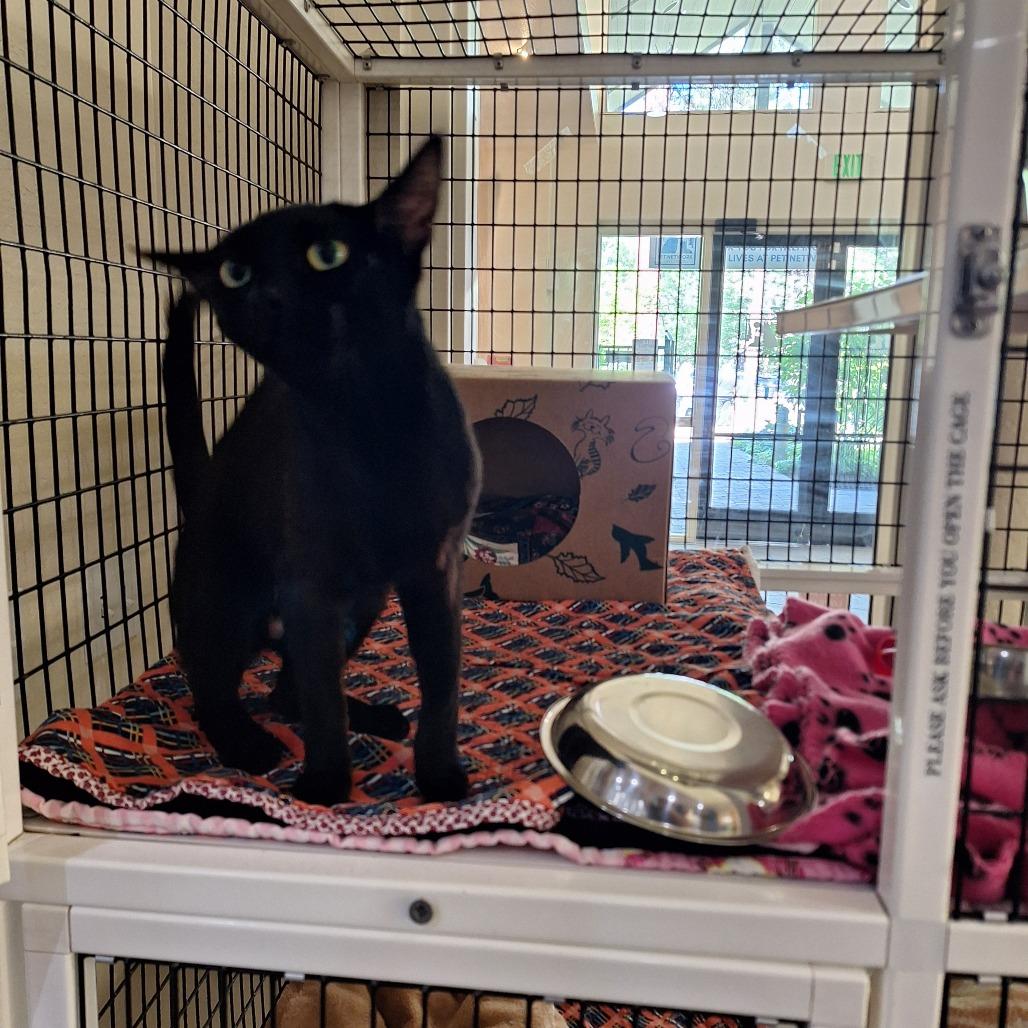 Etnies, a Adoptable Domestic Short Hair in Incline Village, NV image 5/6