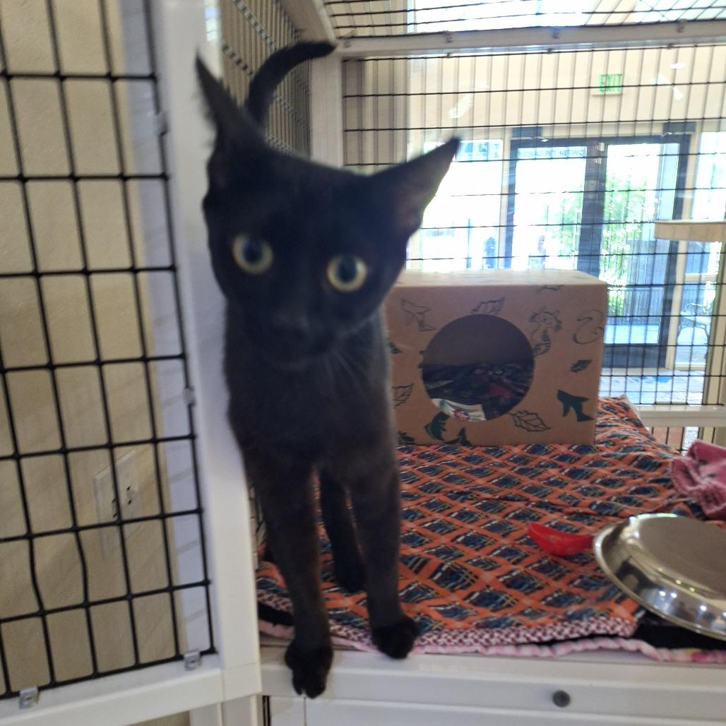 Etnies, a Adoptable Domestic Short Hair in Incline Village, NV image 6/6