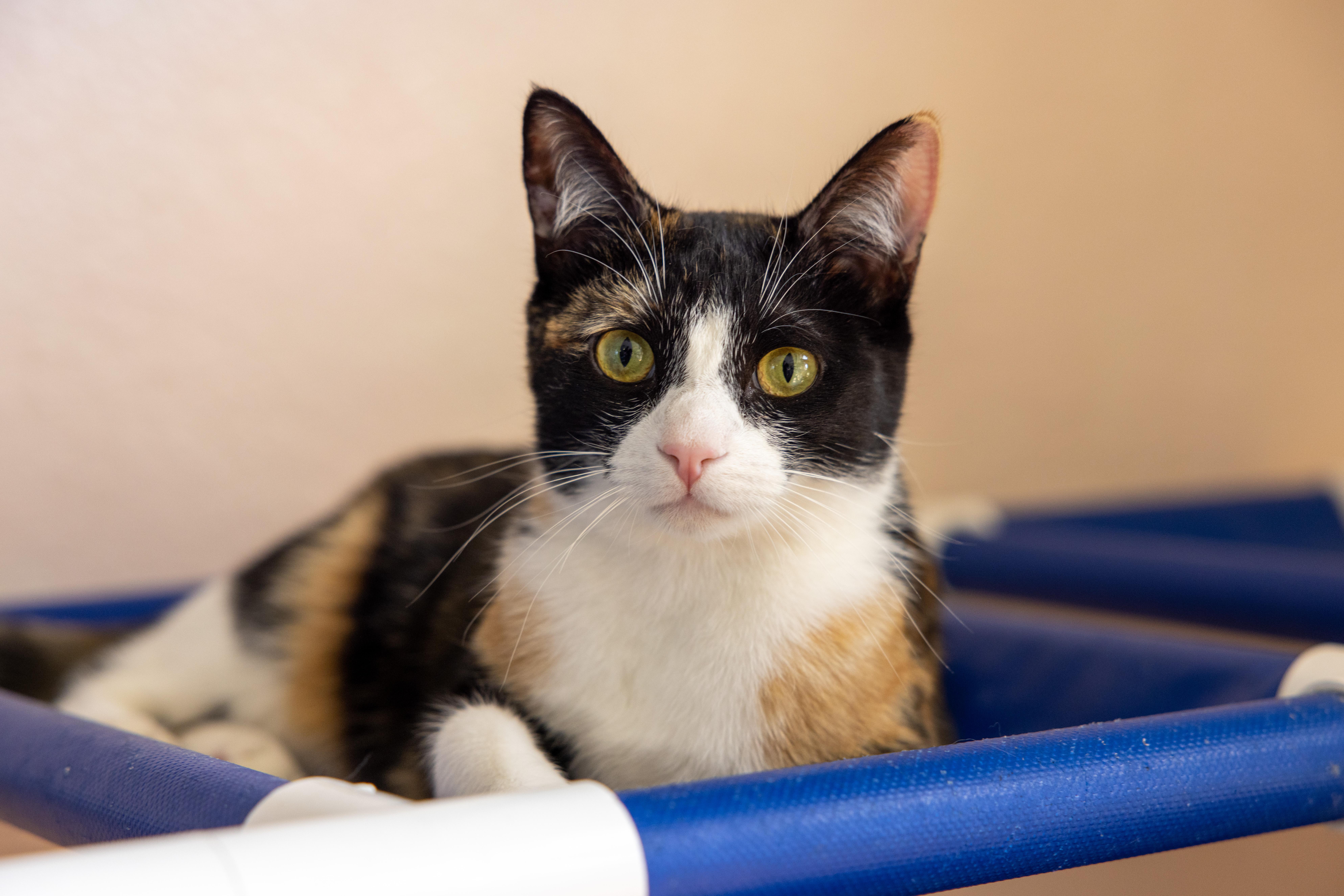 Fidget, Adult Female Calico