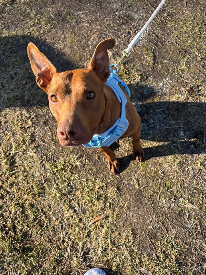 Peach, Adoptable, Adult Female Pit Bull Terrier.