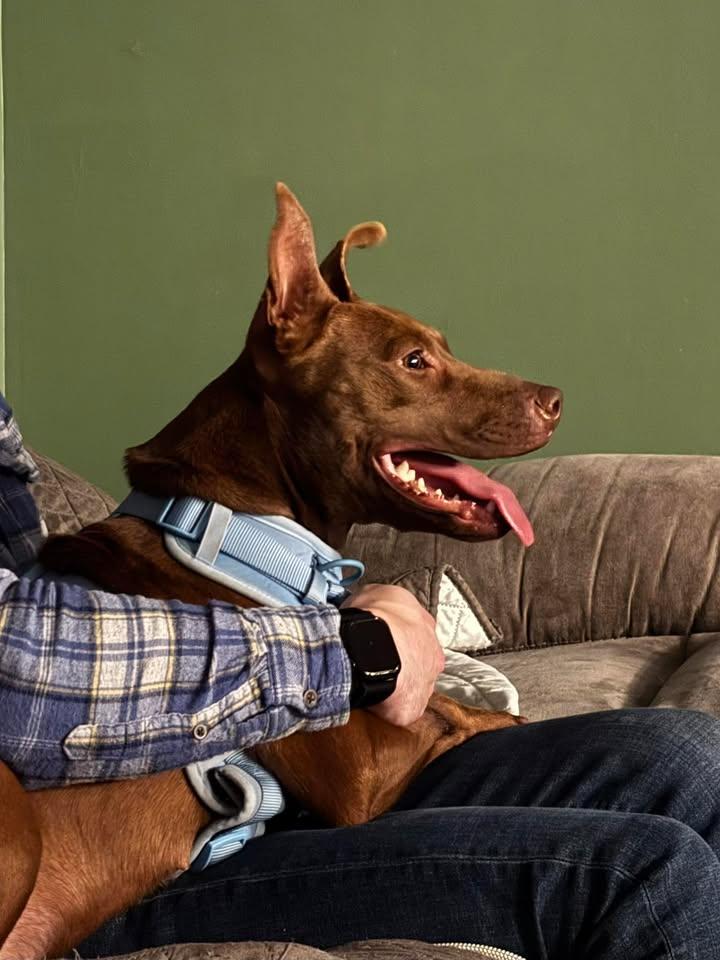 Enlarge Peach, a Adoptable Pit Bull Terrier in Carlise , AR image 3/3