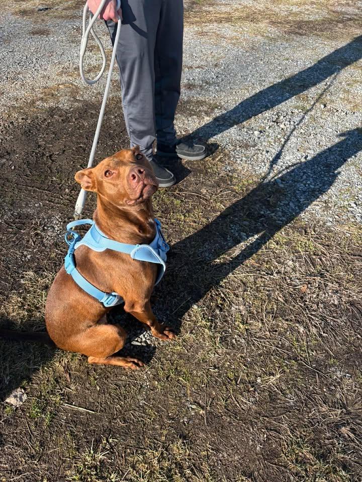 Enlarge Peach, a Adoptable Pit Bull Terrier in Carlise , AR image 2/3