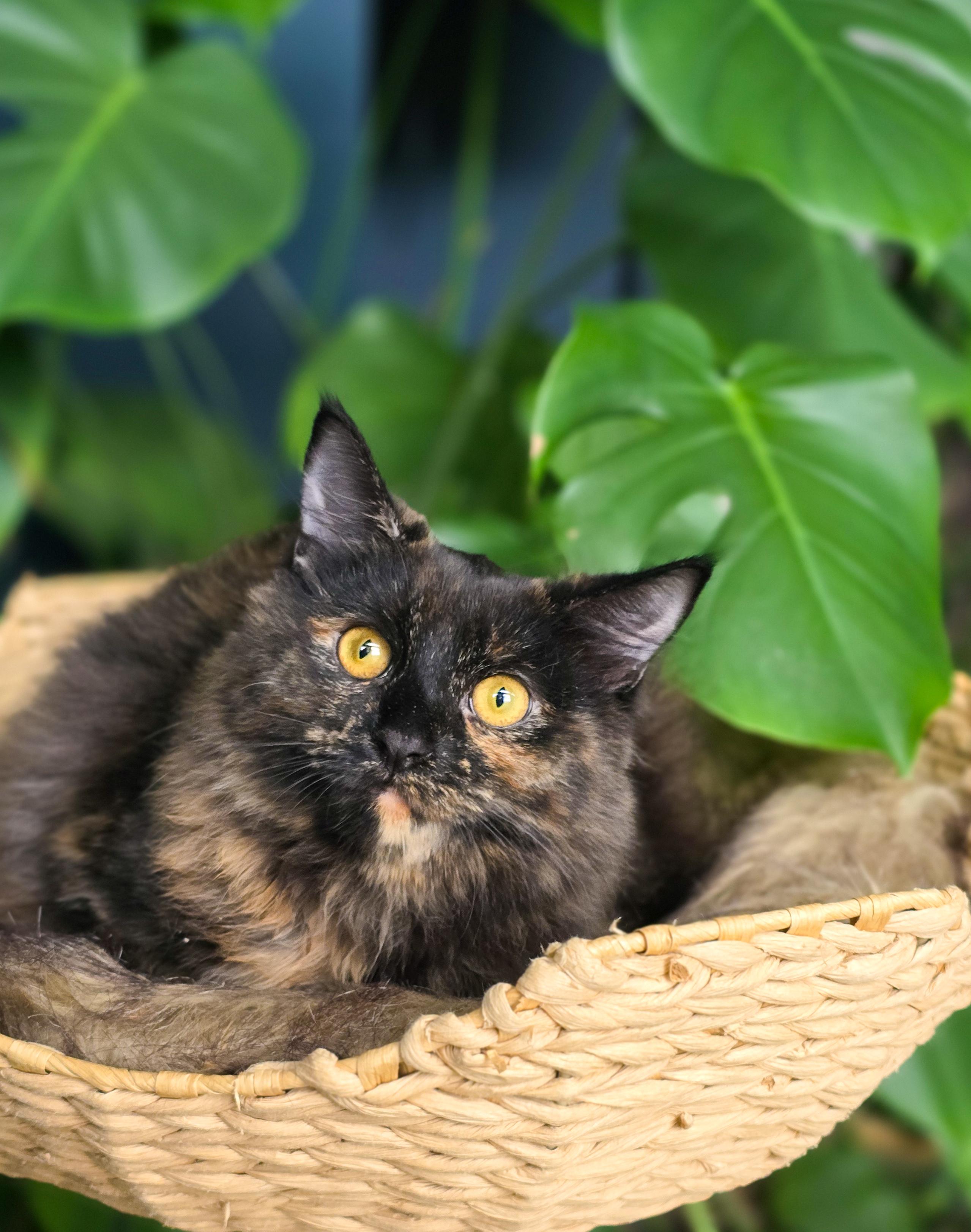 Enlarge Saphira, a Adopted Domestic Long Hair in Mullica Hill, NJ image 2/3