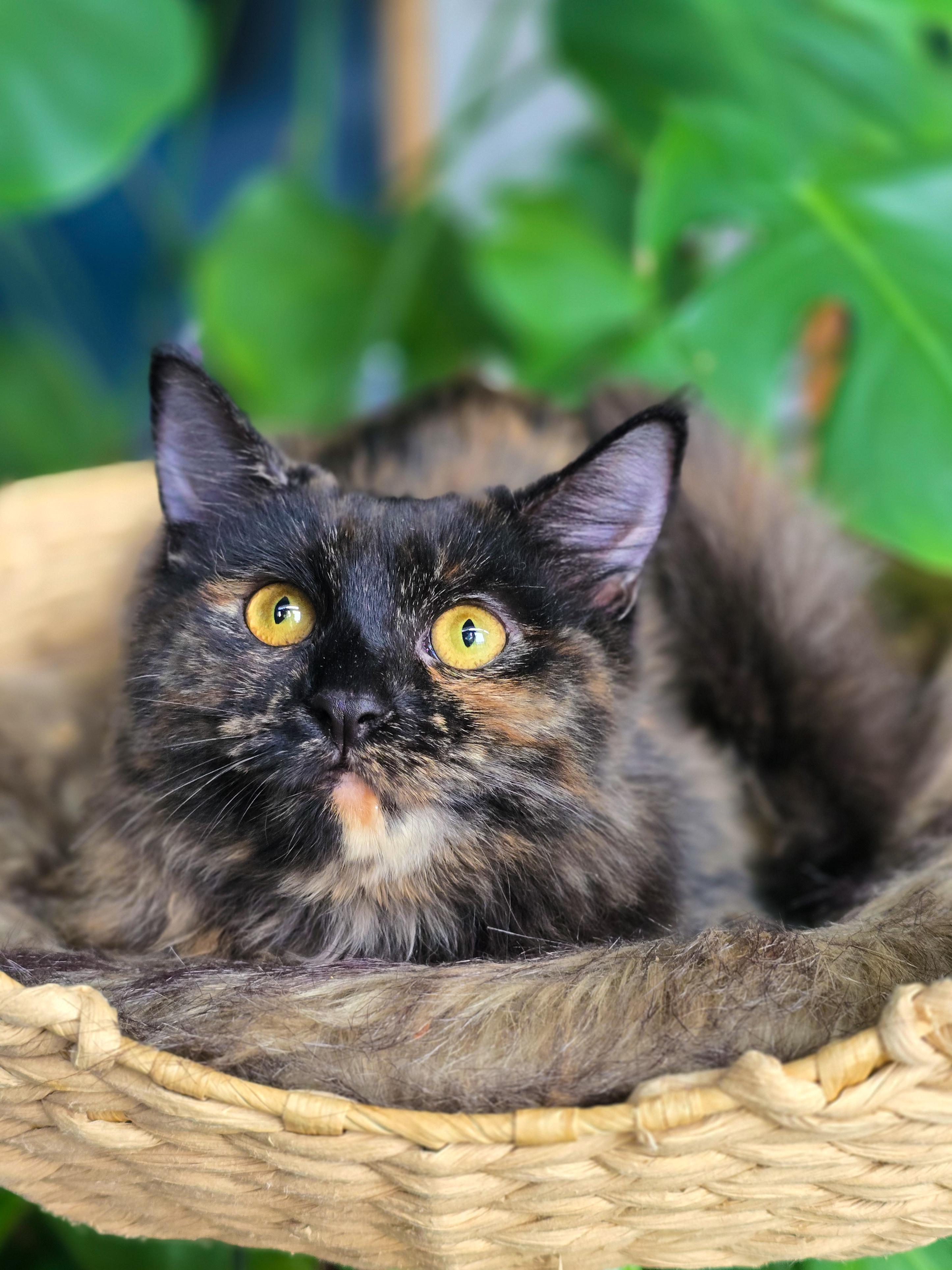 Enlarge Saphira, a Adopted Domestic Long Hair in Mullica Hill, NJ image 3/3