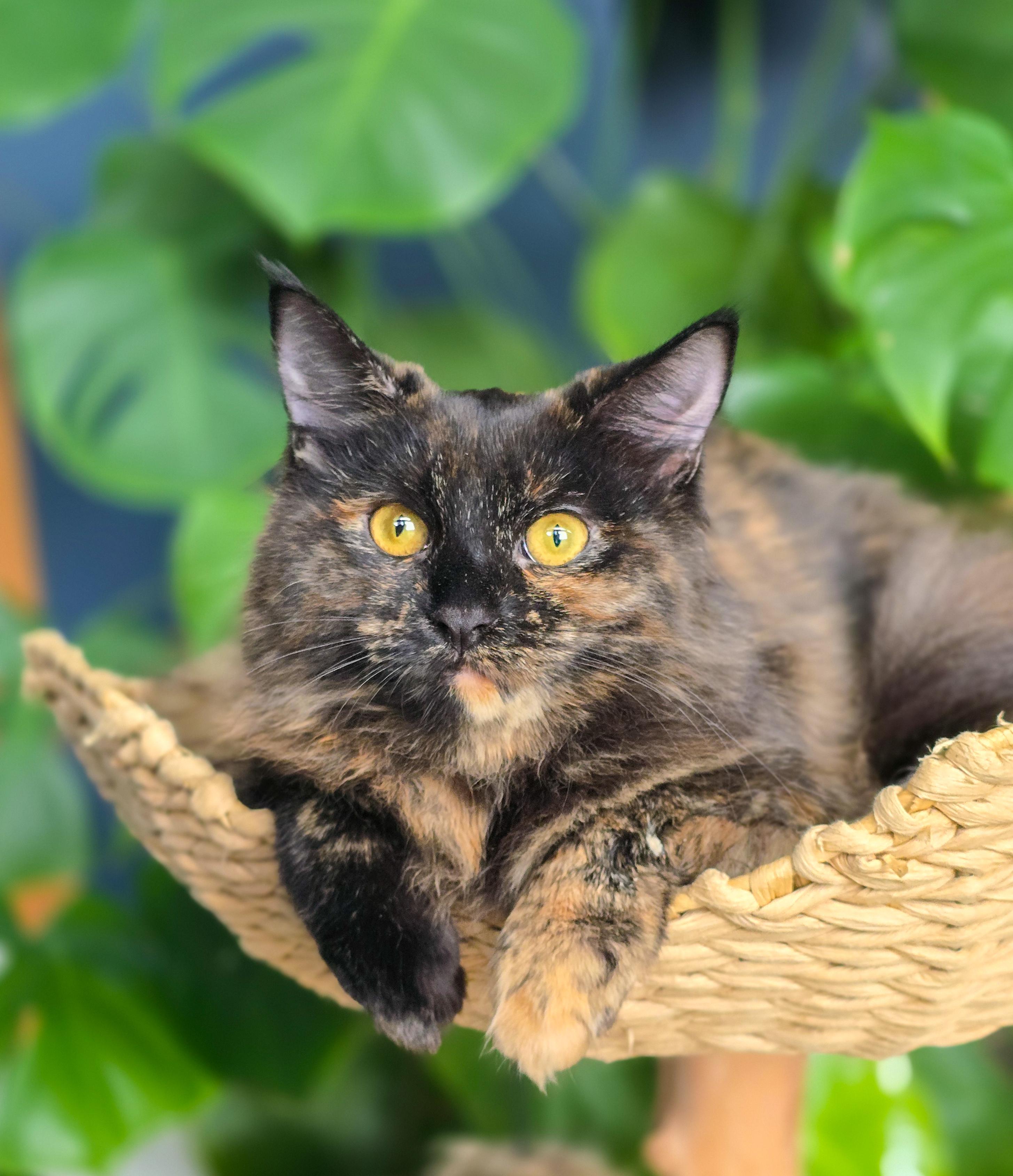 Enlarge Saphira, a Adopted Domestic Long Hair in Mullica Hill, NJ image 1/3