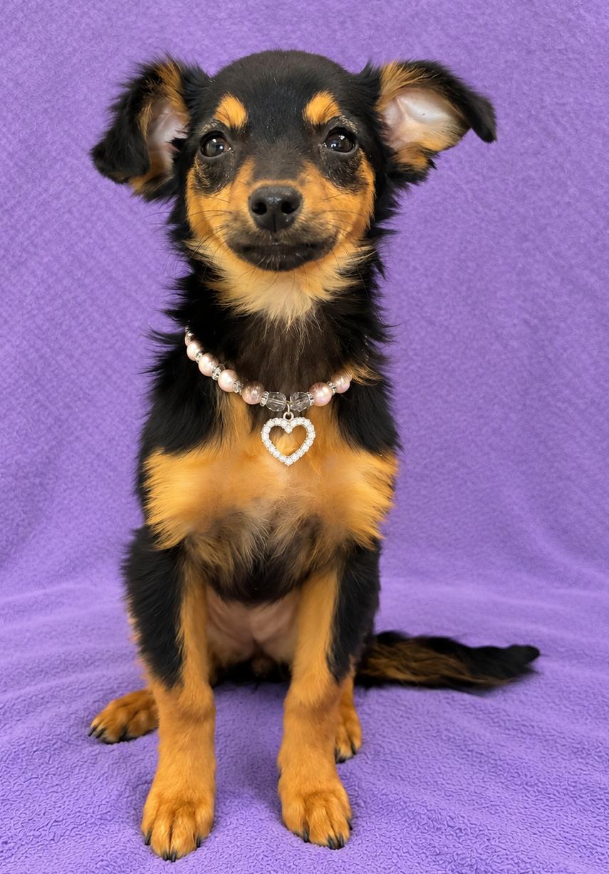 Enlarge Daisy, a Adoptable mixed breed in Lodi, CA image 5/6
