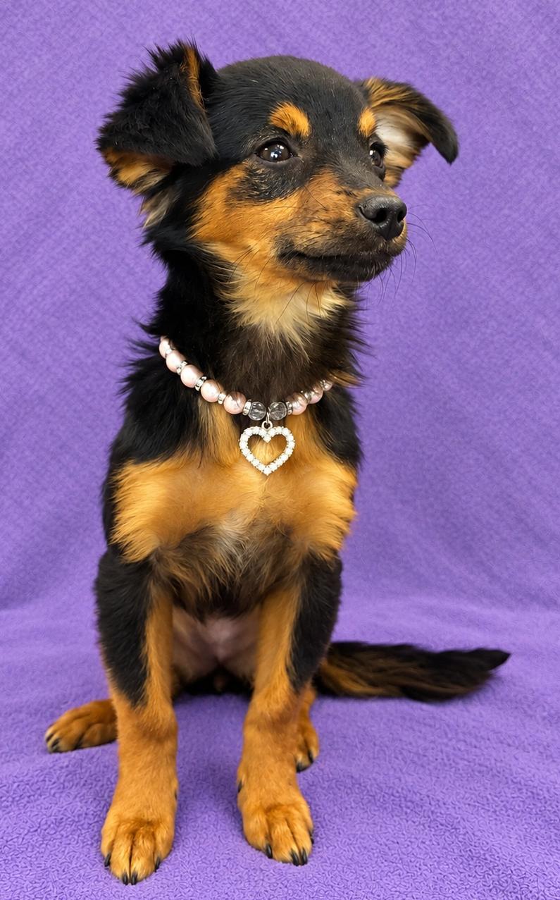 Enlarge Daisy, a Adoptable mixed breed in Lodi, CA image 6/6