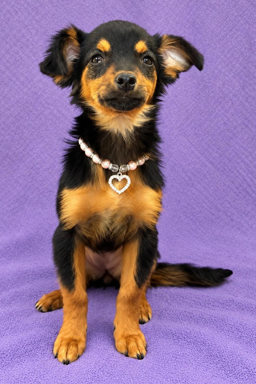 Enlarge Daisy, a Adoptable mixed breed in Lodi, CA image 2/6