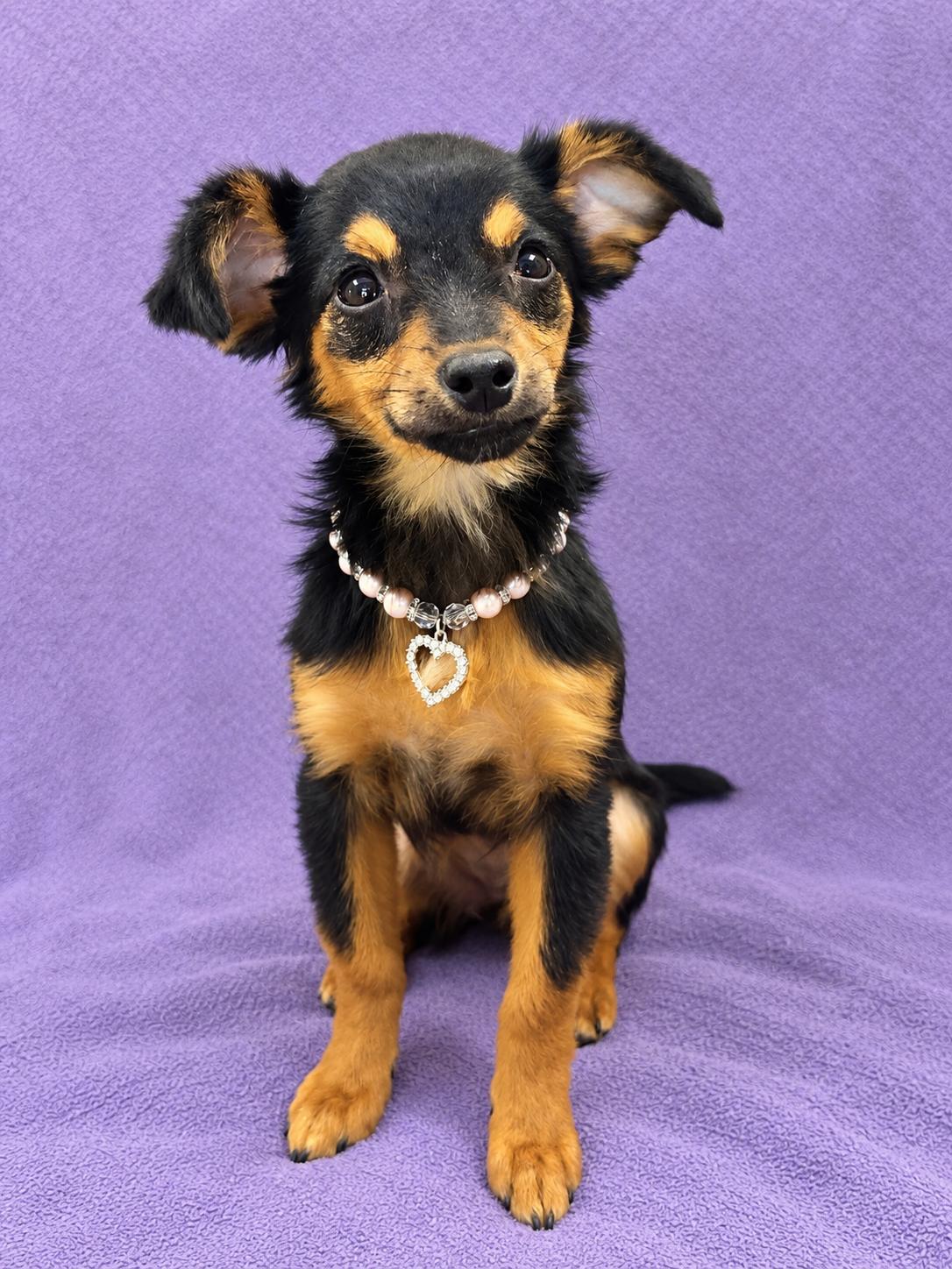 Enlarge Daisy, a Adoptable mixed breed in Lodi, CA image 1/6