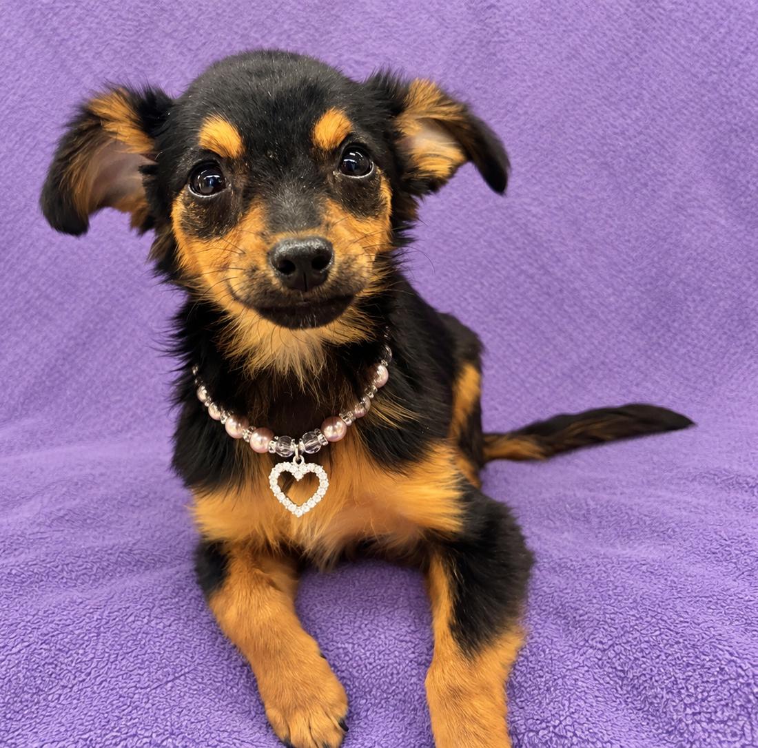 Enlarge Daisy, a Adoptable mixed breed in Lodi, CA image 4/6