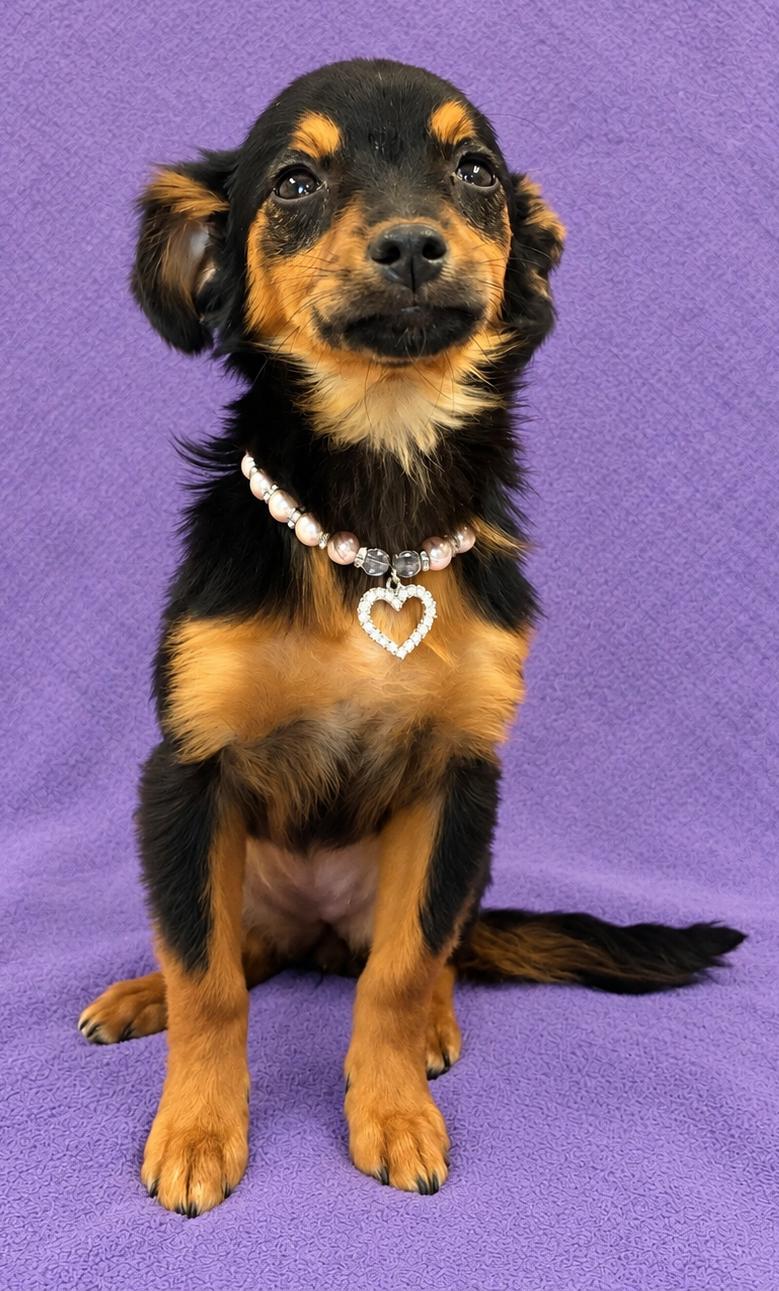 Enlarge Daisy, a Adoptable mixed breed in Lodi, CA image 3/6