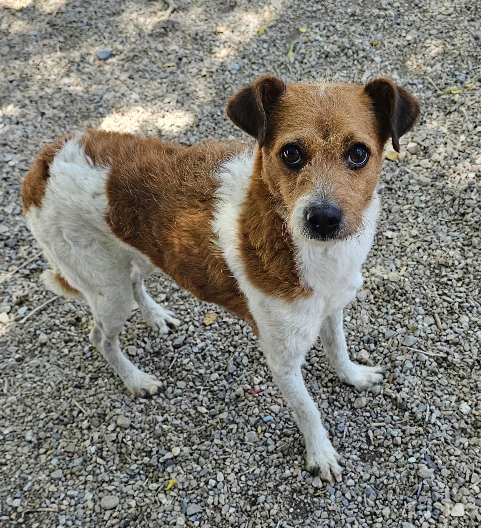 Frijole, Adopted, Adult Male Wire Fox Terrier & Jack Russell Terrier.