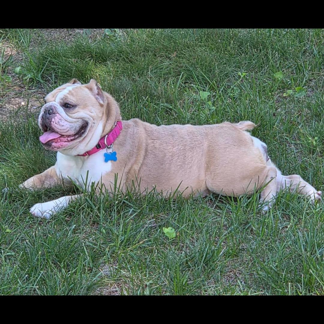 Enlarge Pot Roast, a ADOPTABLE mixed breed in Midlothian, VA image 6/6