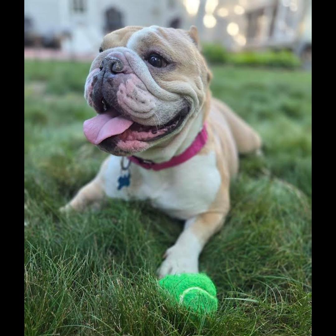 Pot Roast, ADOPTABLE, Adult Female American Bully.