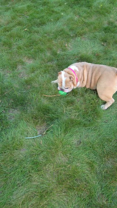 Enlarge Pot Roast, a ADOPTABLE mixed breed in Midlothian, VA video 2/6