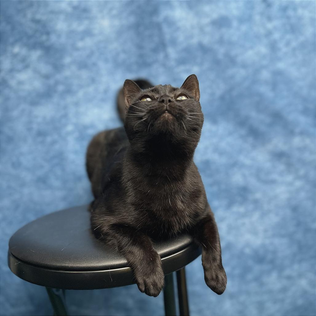 Maya, Adoptable, Adult Female Domestic Short Hair.