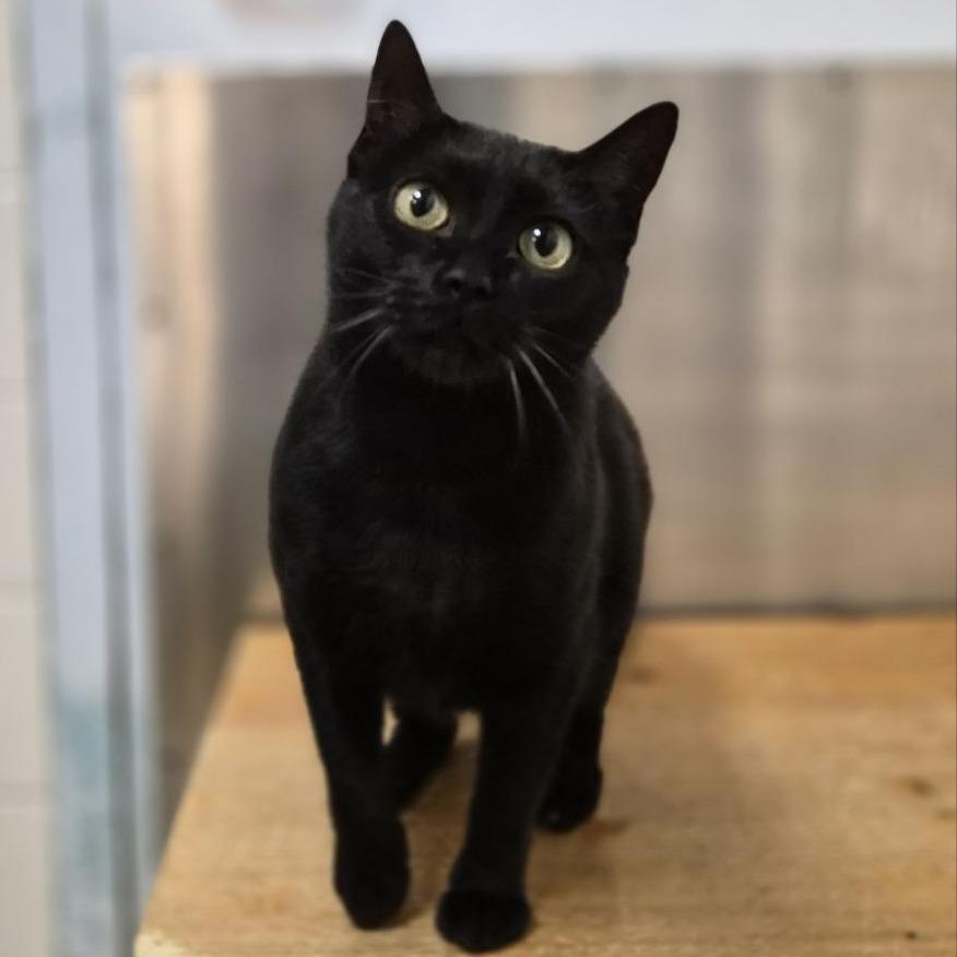 Enlarge Maya, a Adoptable Domestic Short Hair in South Elgin, IL image 2/4