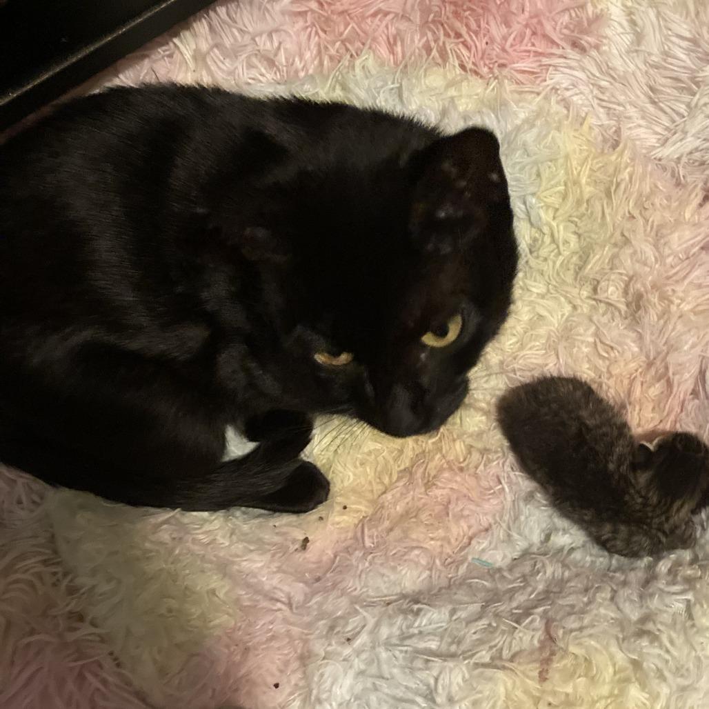 Maya, Adoptable, Adult Female Domestic Short Hair.