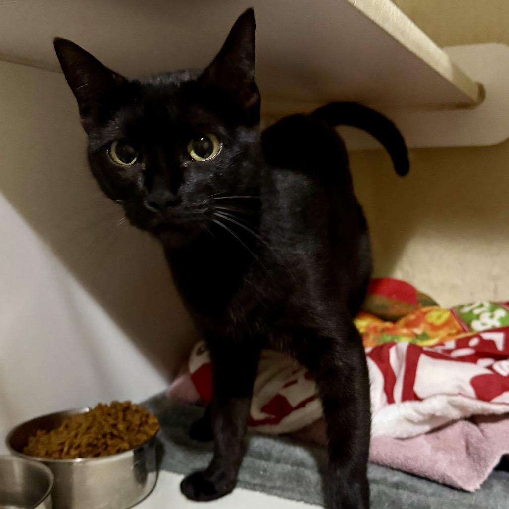 Enlarge Maya, a Adoptable Domestic Short Hair in South Elgin, IL image 2/2