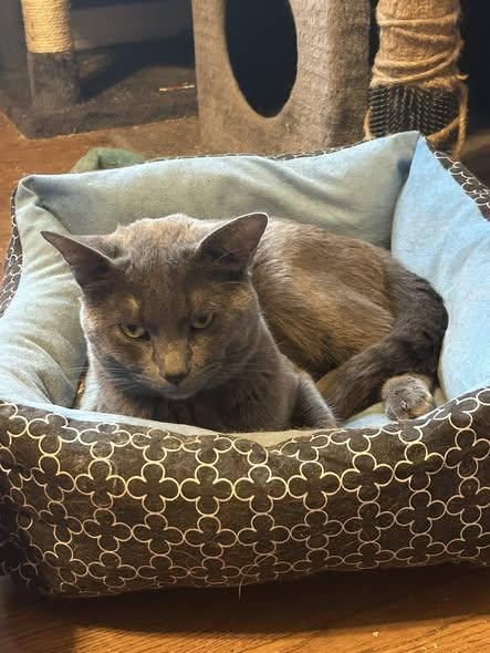 Enlarge Edward, a ADOPTABLE Domestic Short Hair in Spencerville, ON image 2/5