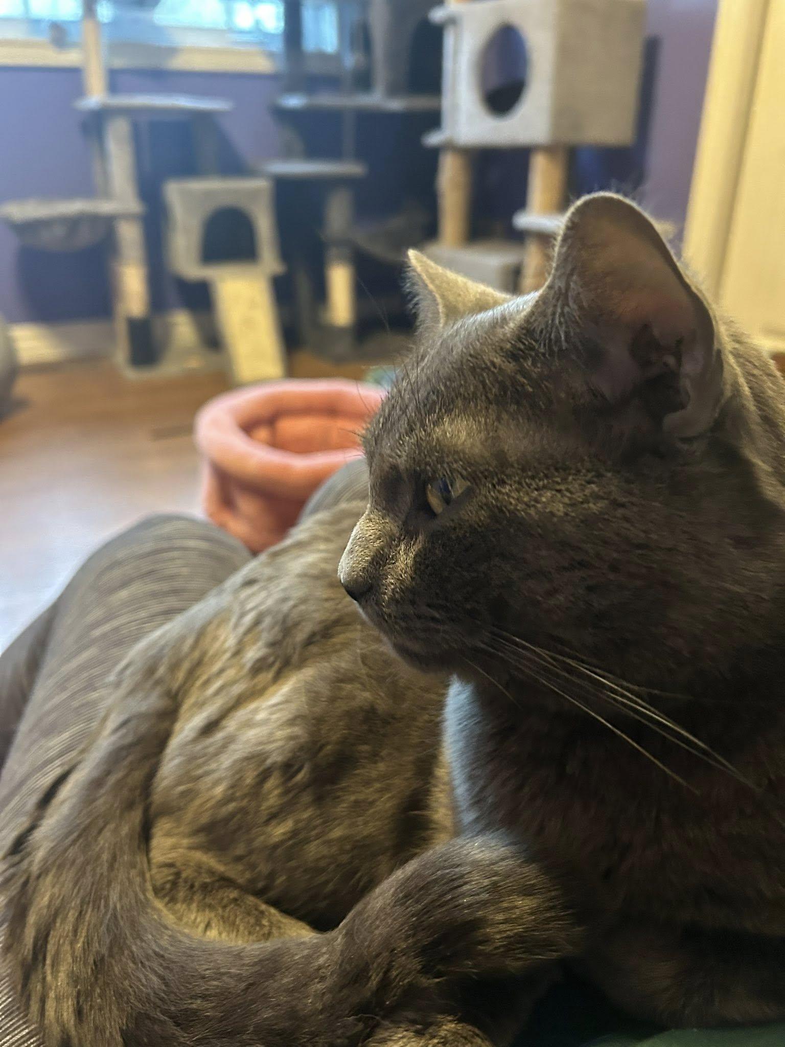 Enlarge Edward, a ADOPTABLE Domestic Short Hair in Spencerville, ON image 4/5