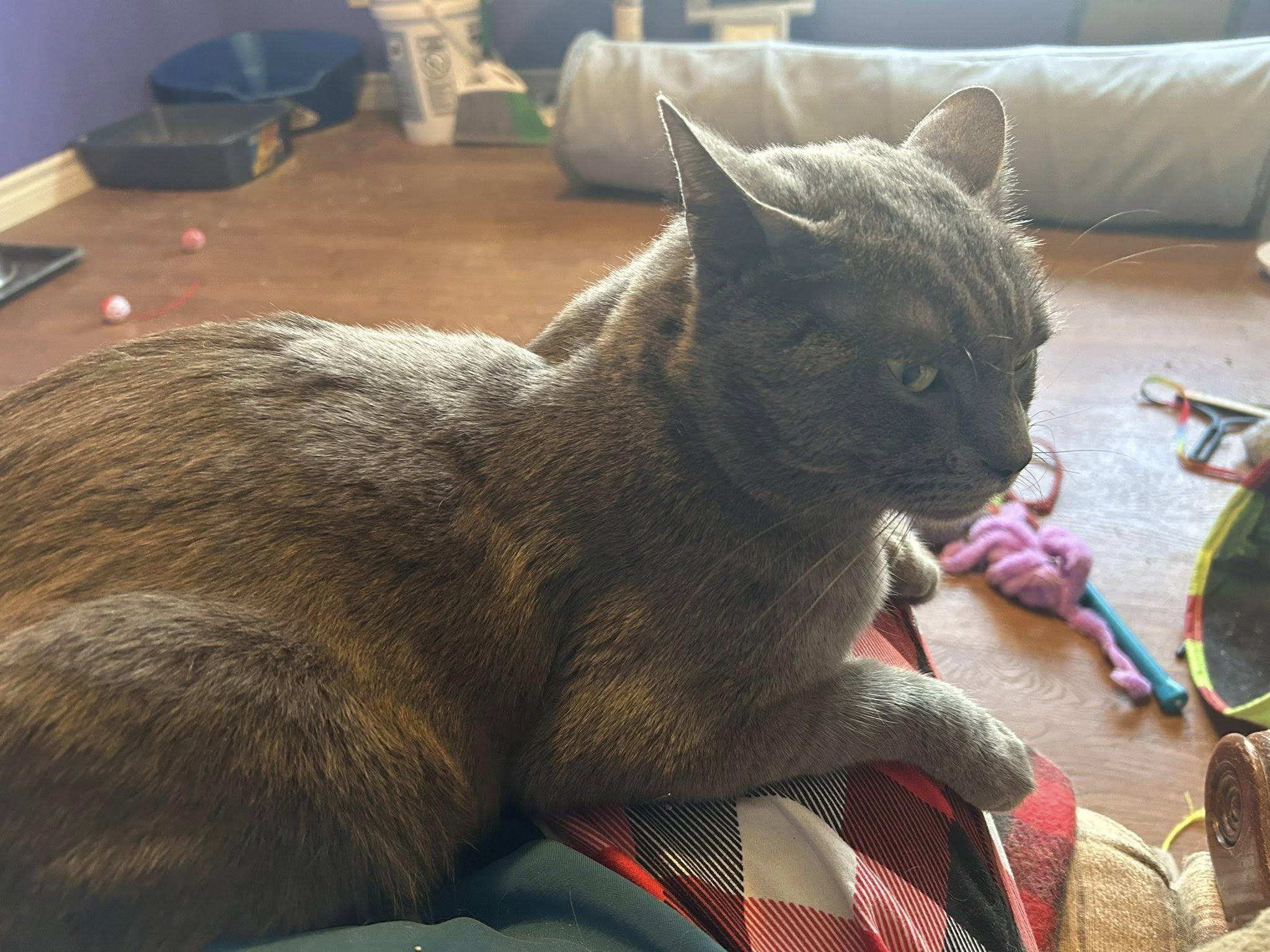 Enlarge Edward, a ADOPTABLE Domestic Short Hair in Spencerville, ON image 5/5