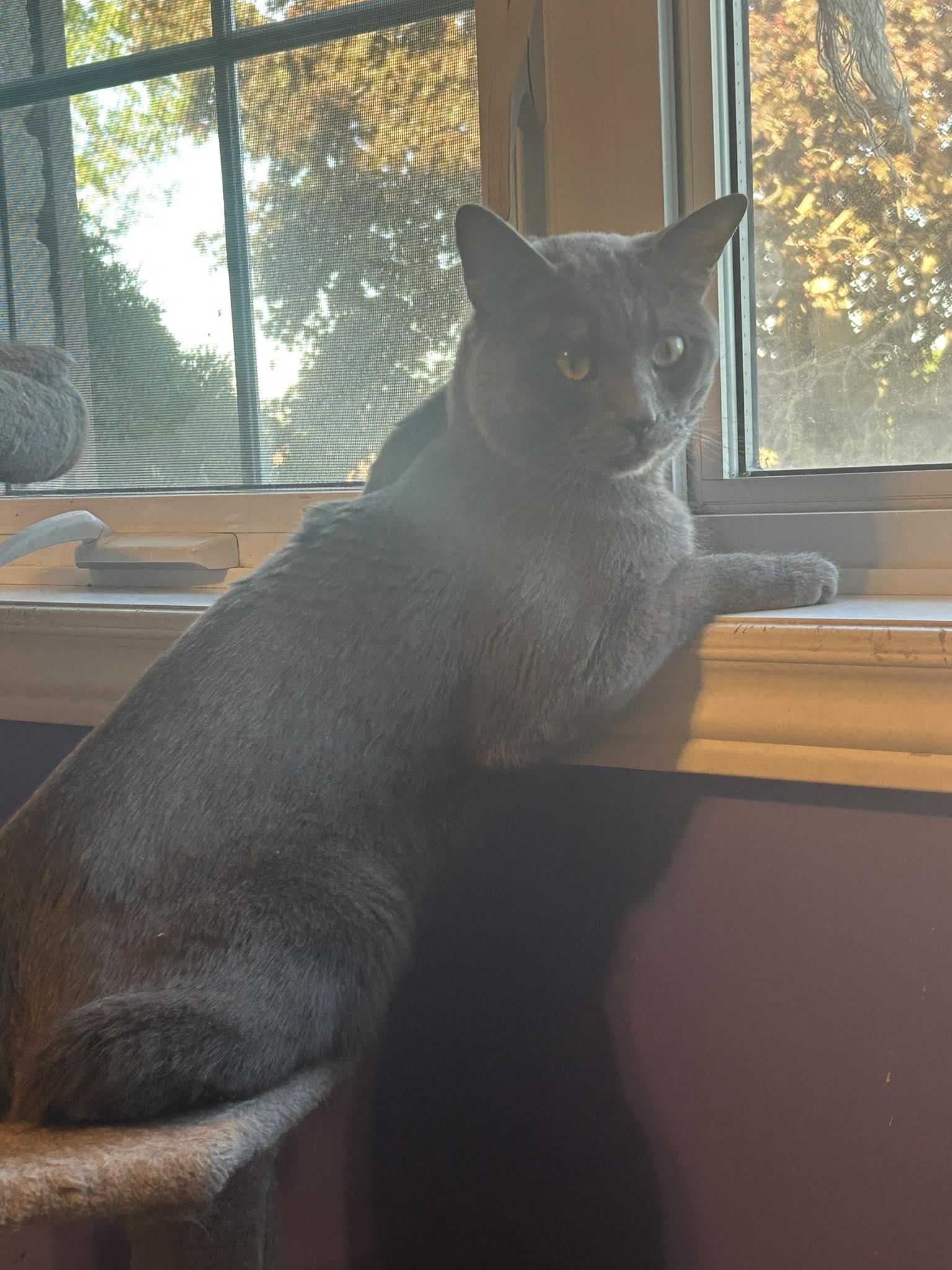 Edward, ADOPTABLE, Adult Male Domestic Short Hair.