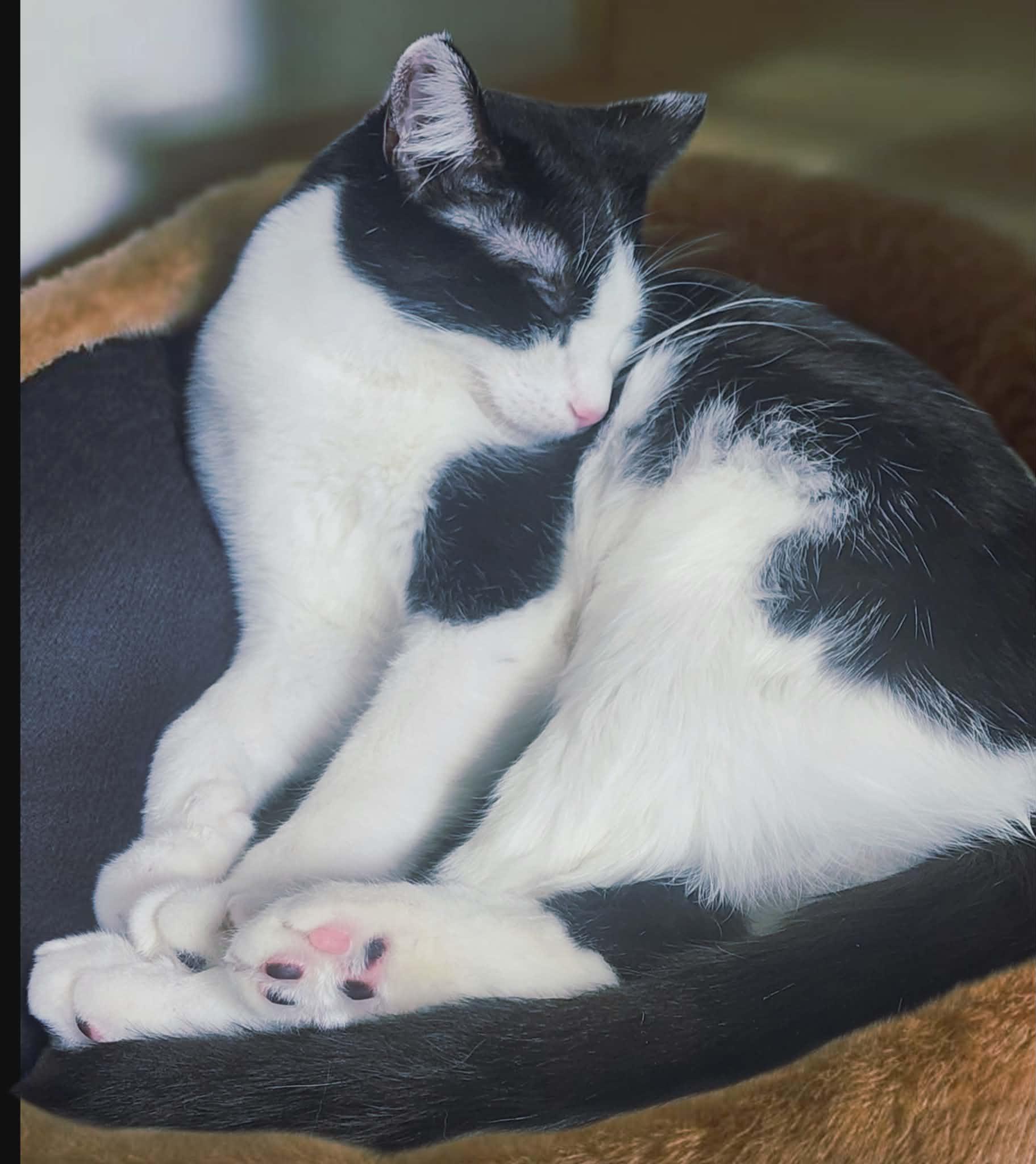 Enlarge Gio, a Adoptable Domestic Short Hair in Madison , WI image 6/6