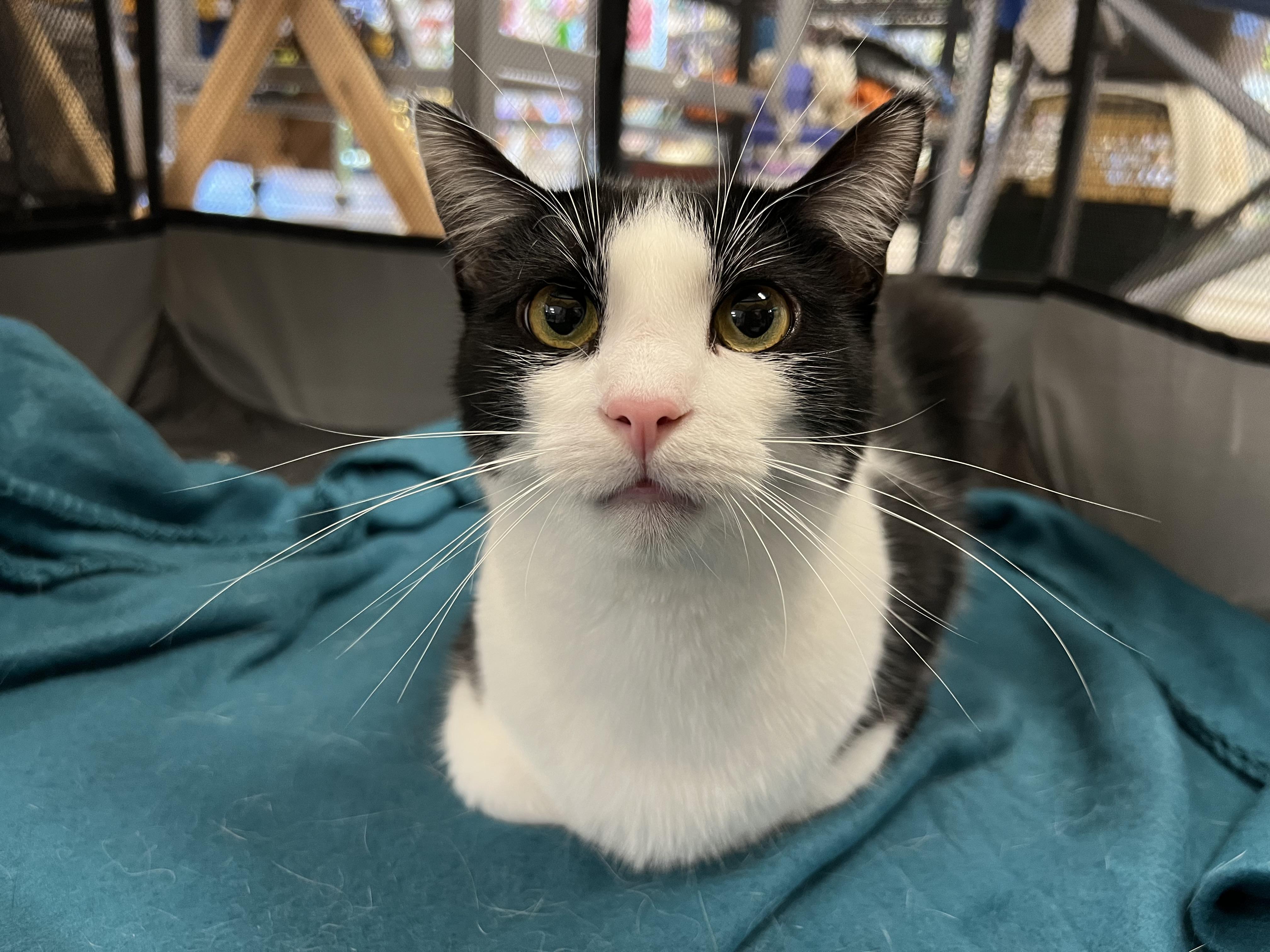 Gio, Adoptable, Kitten Male Domestic Short Hair.