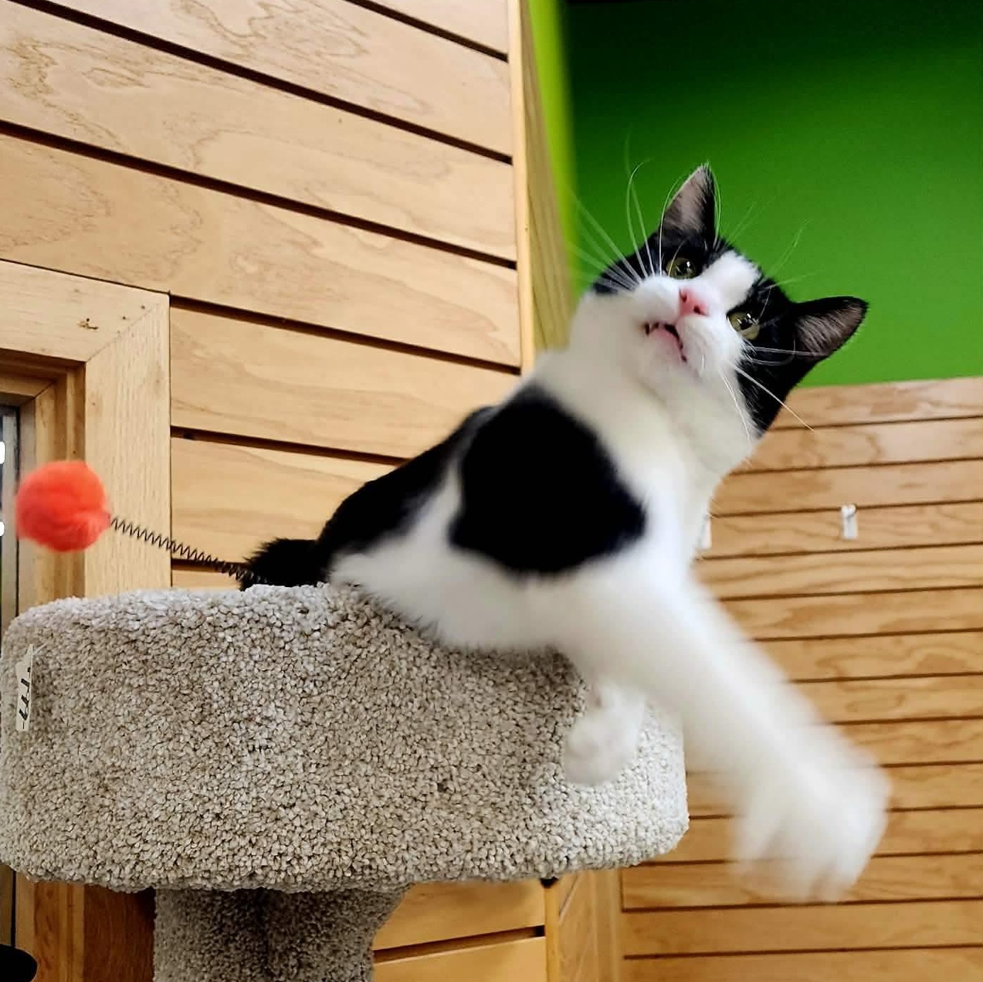 Enlarge Gio, a Adoptable Domestic Short Hair in Madison , WI image 3/6