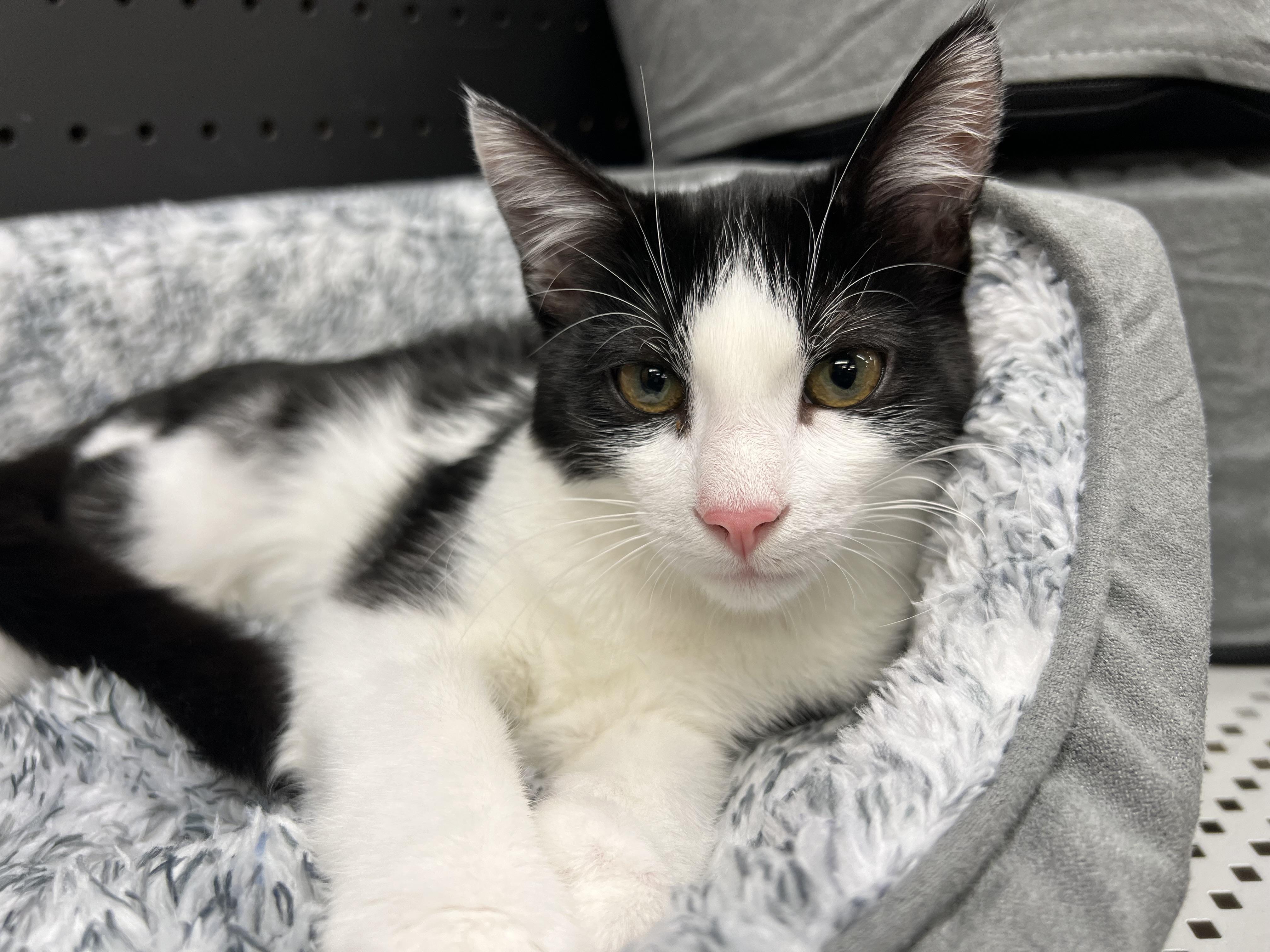 Enlarge Gio, a Adoptable Domestic Short Hair in Madison , WI image 5/6
