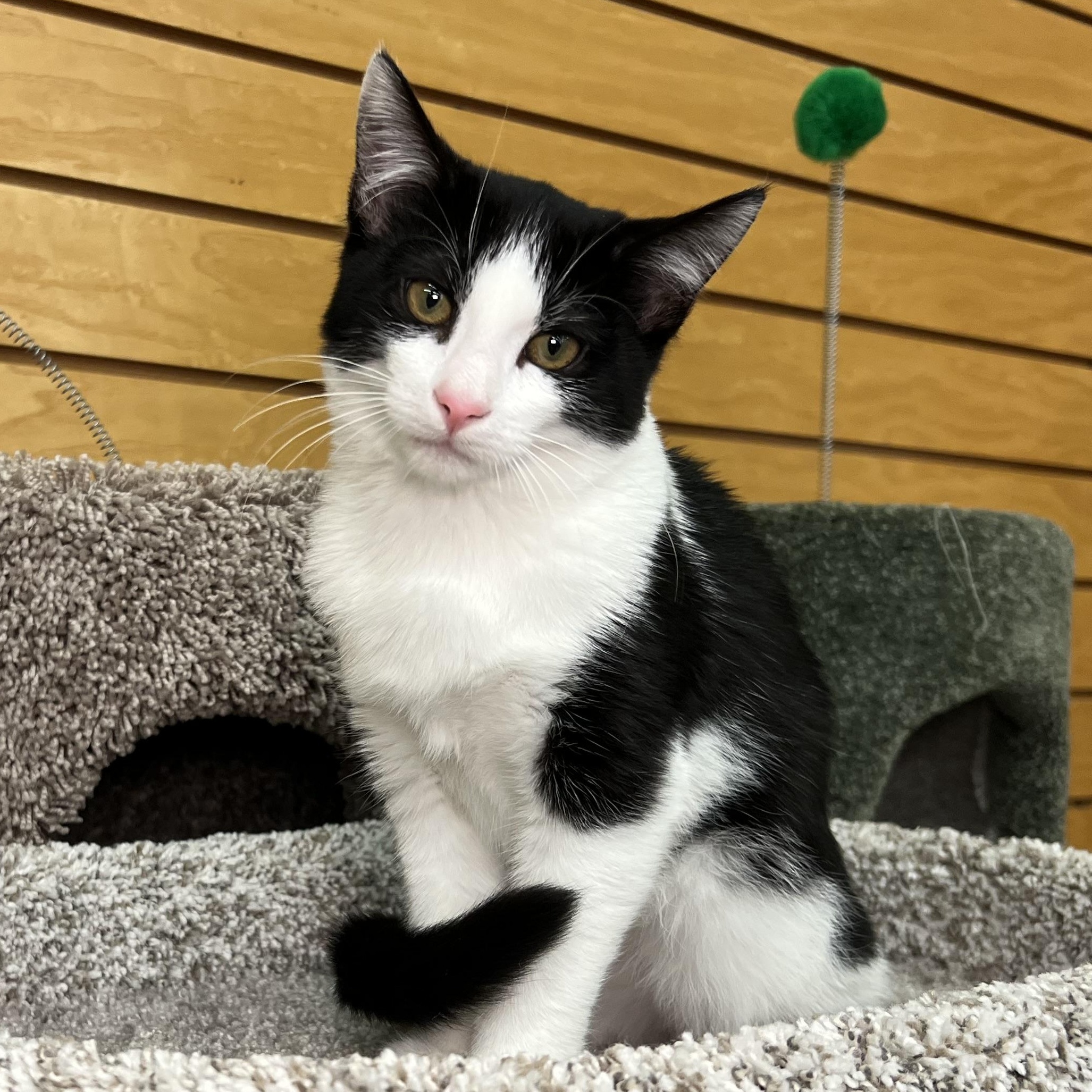 Enlarge Gio, a Adoptable Domestic Short Hair in Madison , WI image 4/6