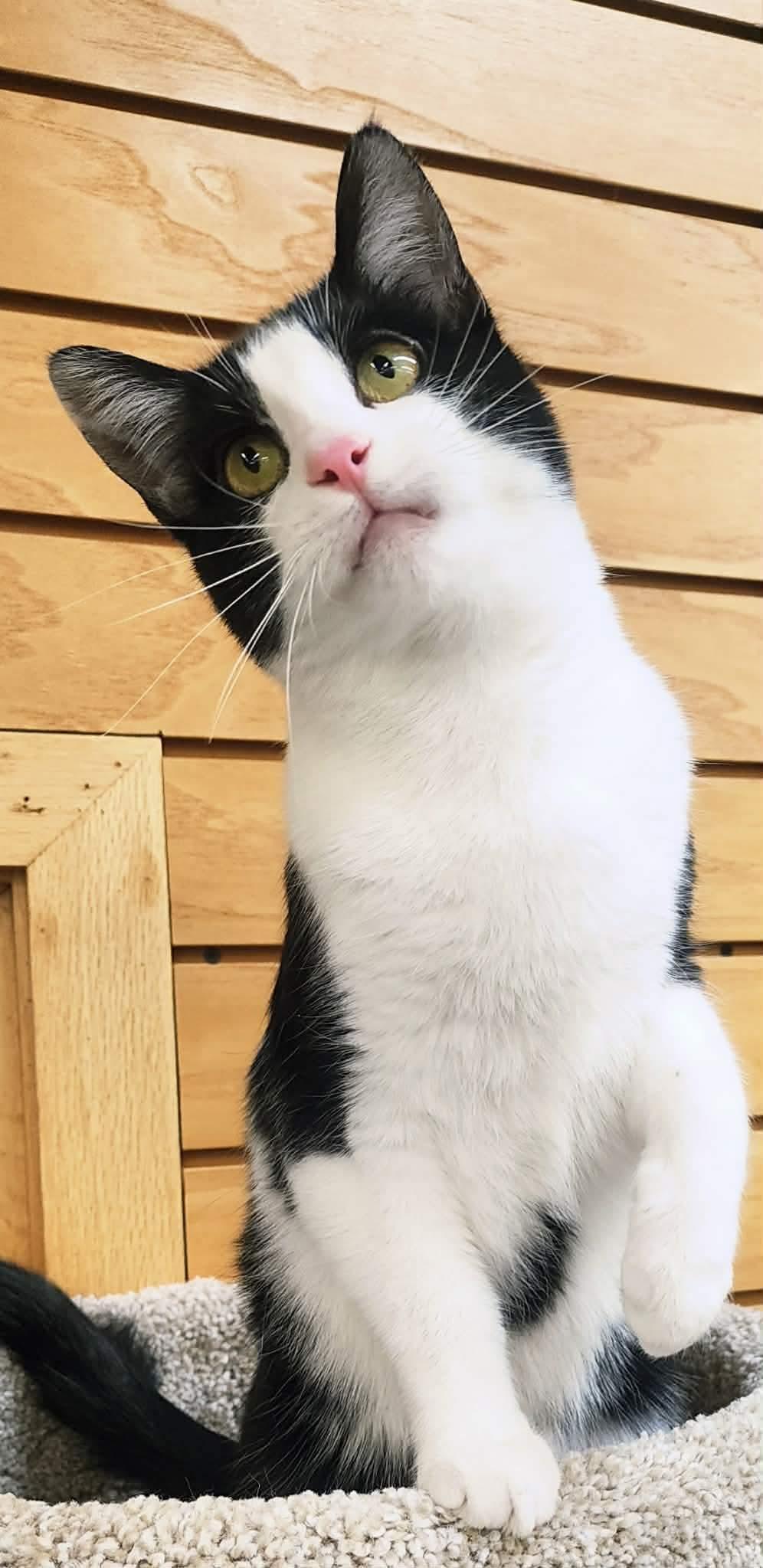 Enlarge Gio, a Adoptable Domestic Short Hair in Madison , WI image 2/6