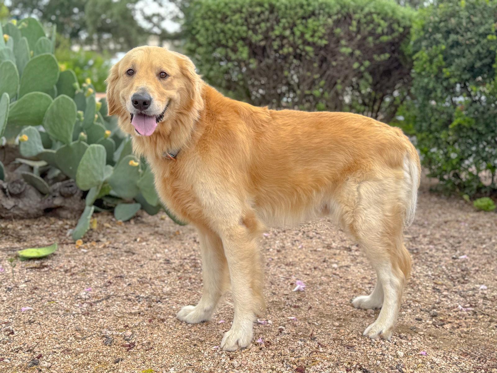 Flint, Adoptable, Adult Male Golden Retriever.