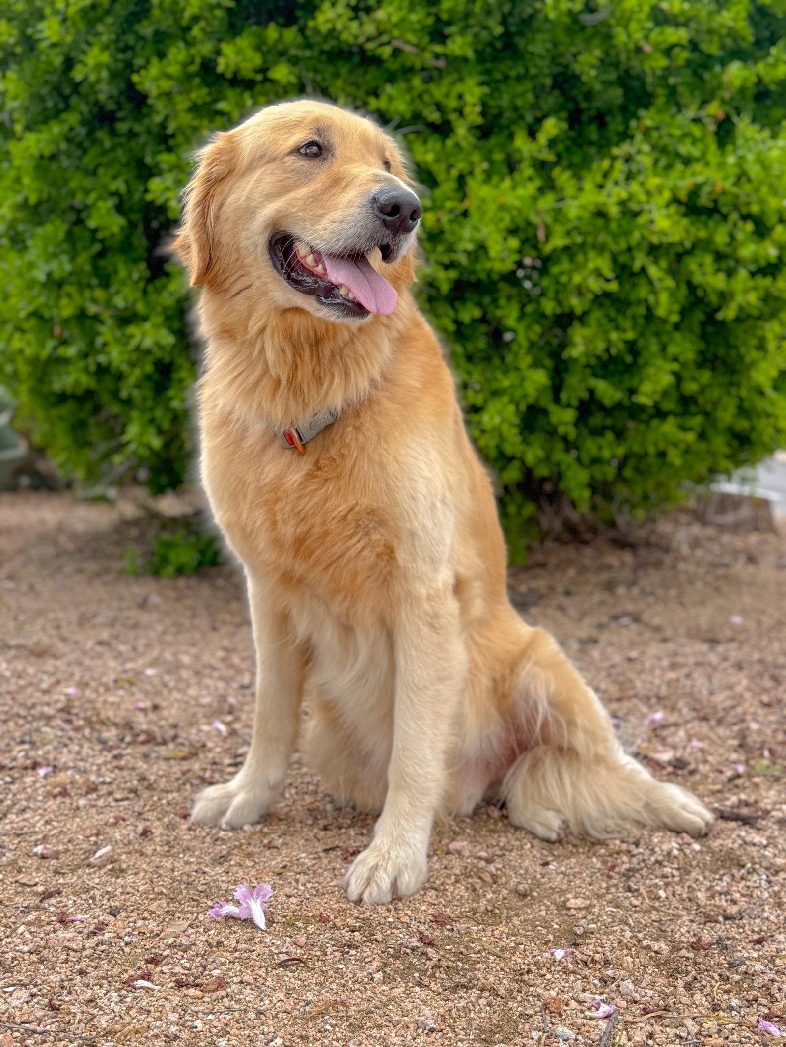 Flint, a Adoptable Golden Retriever in Helotes, TX image 2/3