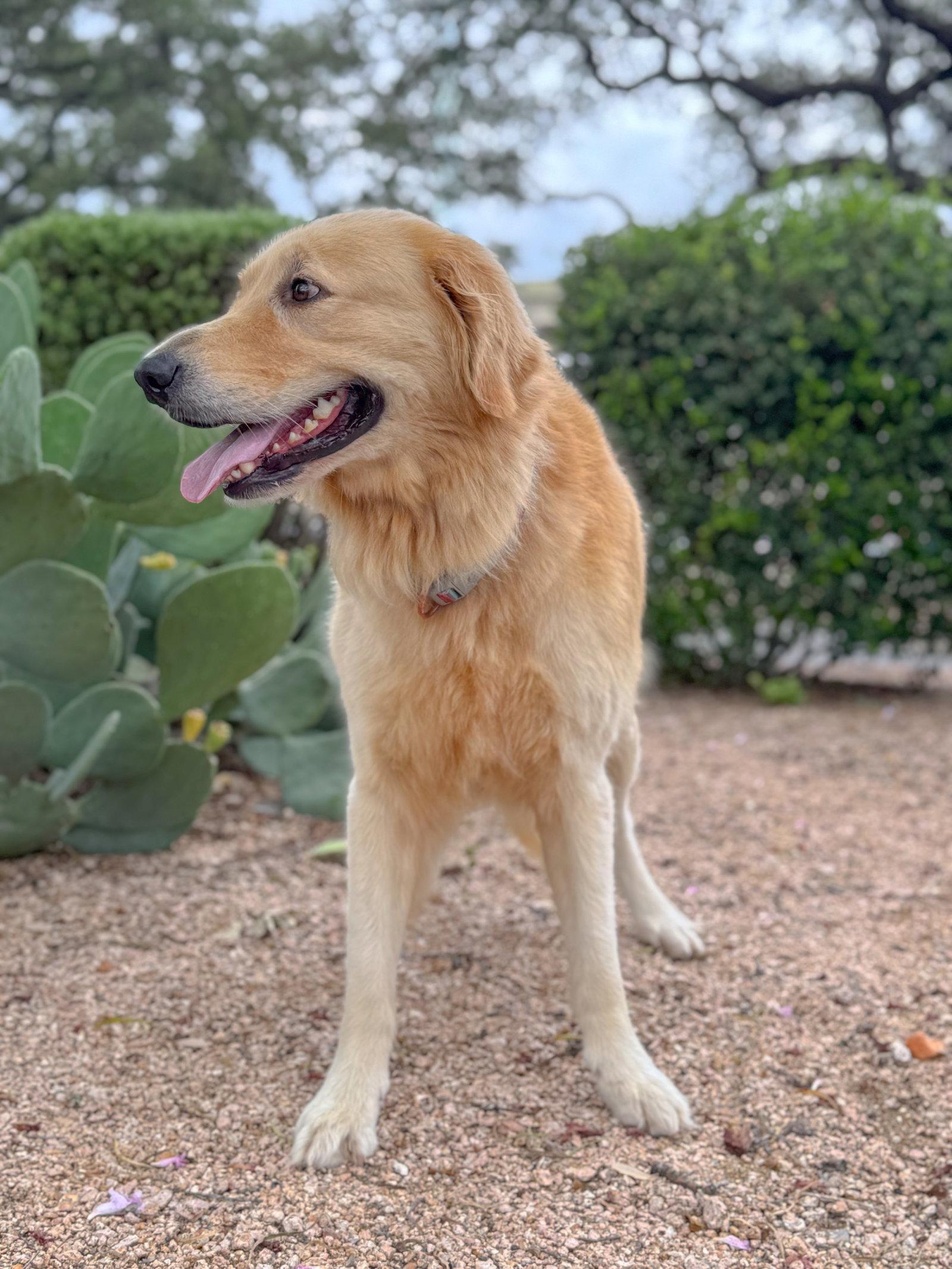 Flint, a Adoptable Golden Retriever in Helotes, TX image 3/3