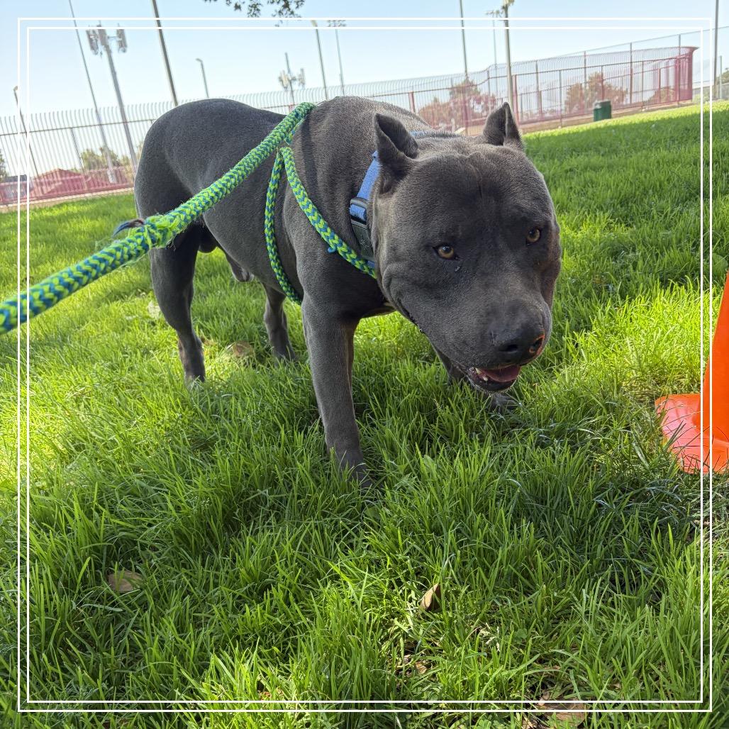 Enlarge THOR, a Adoptable Pit Bull Terrier in Upland, CA image 1/6