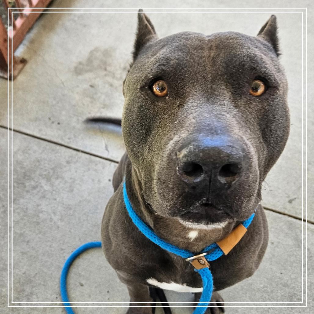 Enlarge THOR, a Adoptable Pit Bull Terrier in Upland, CA image 2/6
