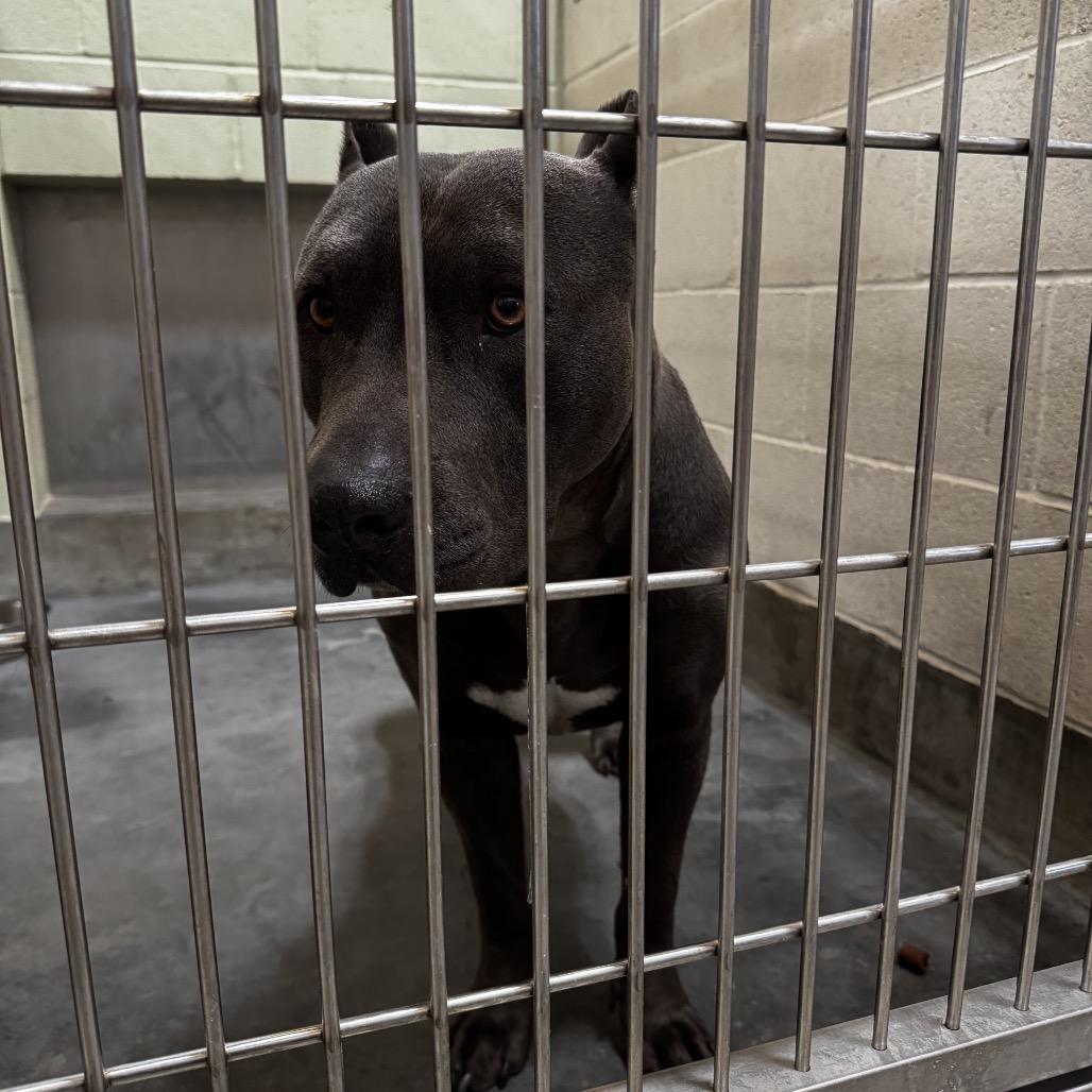 Enlarge THOR, a Adoptable Pit Bull Terrier in Upland, CA image 3/6