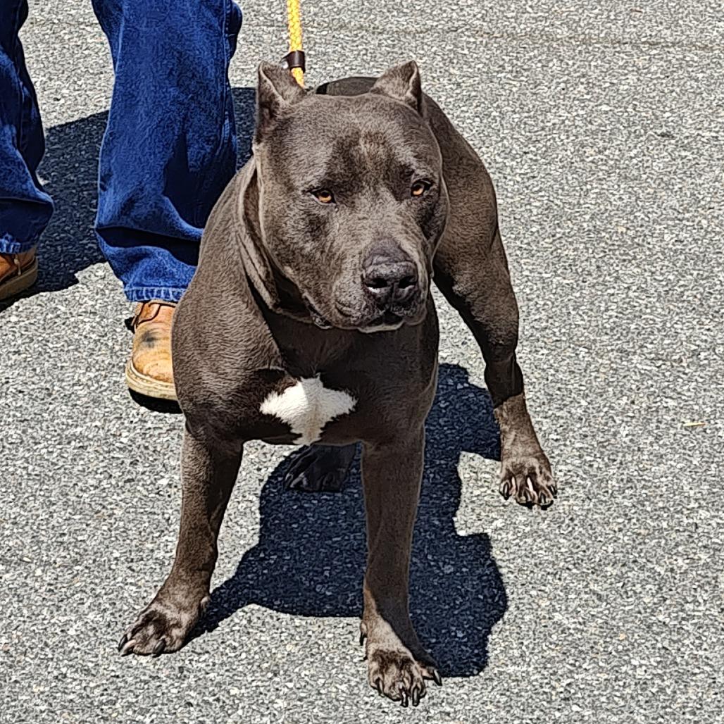 Enlarge THOR, a Adoptable Pit Bull Terrier in Upland, CA image 5/6