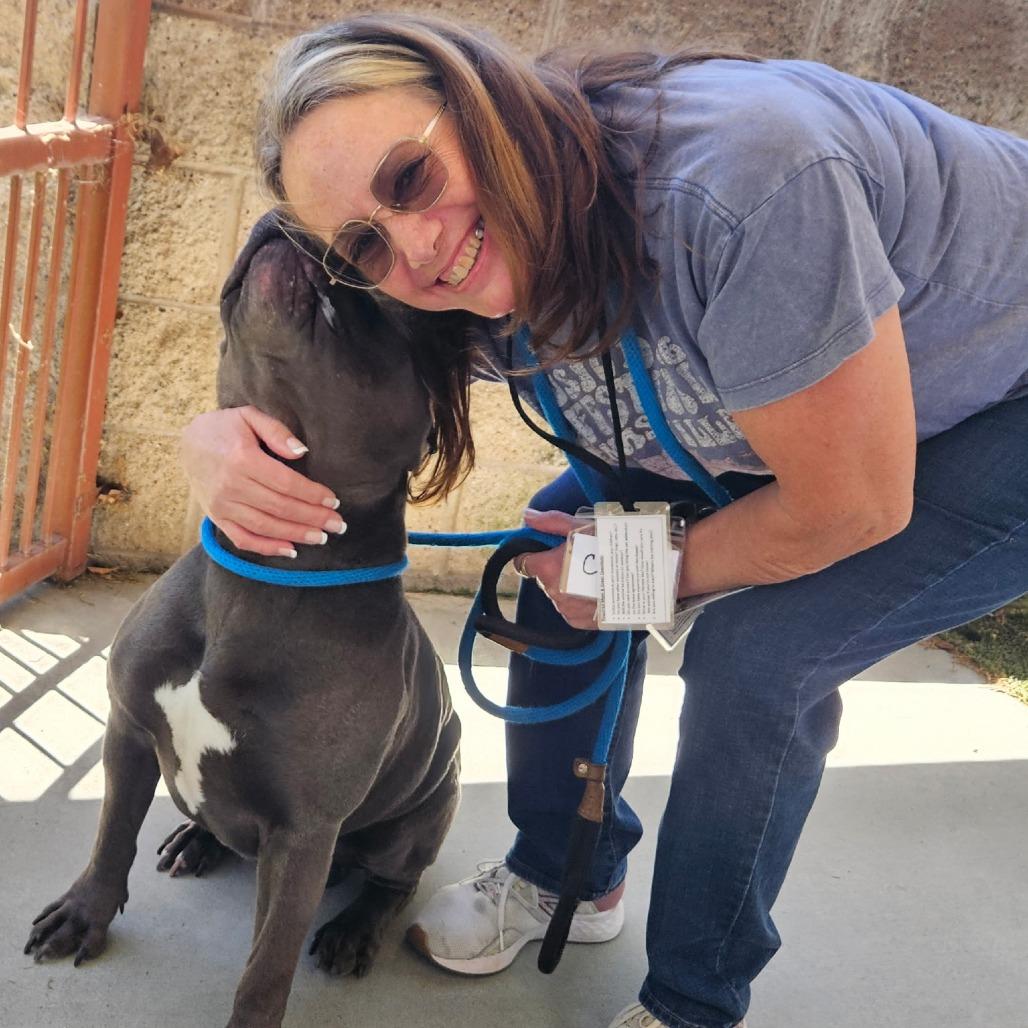 Enlarge THOR, a Adoptable Pit Bull Terrier in Upland, CA image 6/6